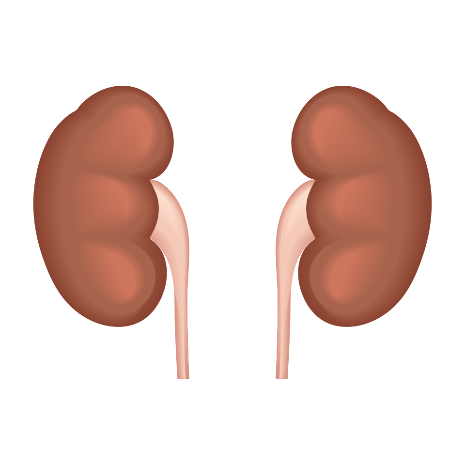 real layers about kidneys